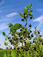 Strauch der Tollkirsche (Belladonna)